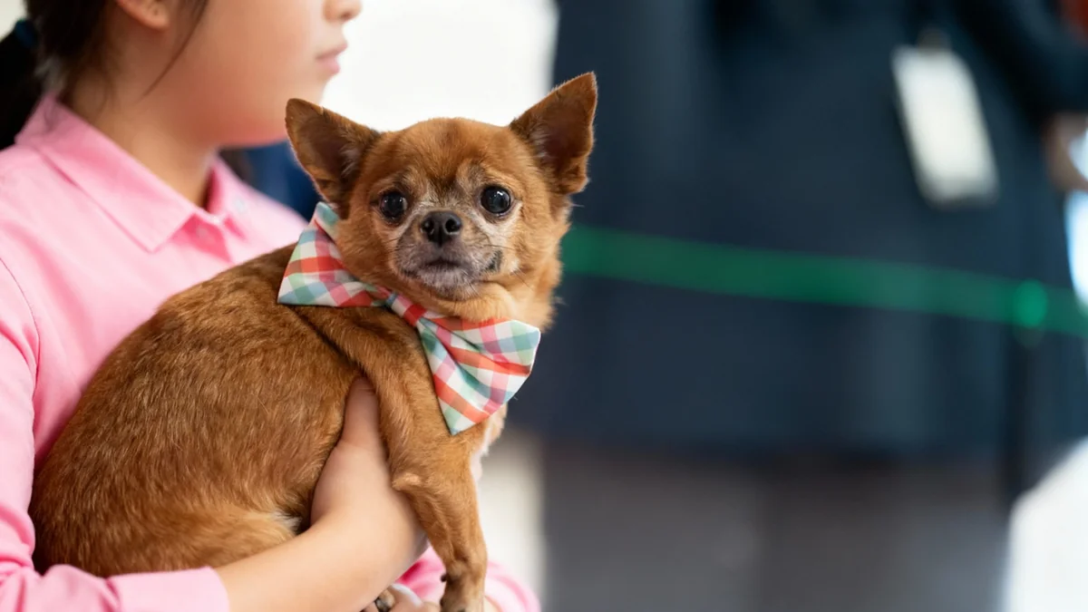 EU Court Rules Pets Are Baggage for Airline Liability