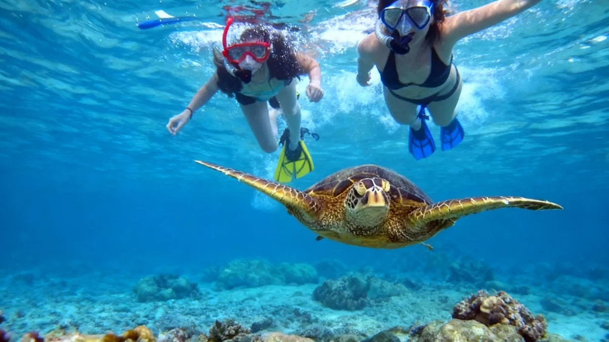 Hawaii Jellyfish Alerts: What Travelers Need to Know